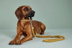 Нашийник канат для собак Wolters K2-Rope Programme 35 см / 9 мм Жовтий