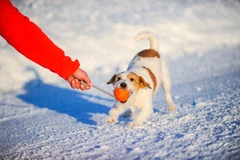 Іграшка для собак Collar Liker Cord 5 М'ячик зі шнурком для цуценят і собак дрібних порід (6285)