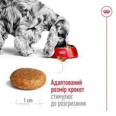 Royal Canin Medium Adult - Корм збалансований для дорослих собак середніх порід