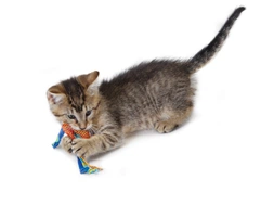 Іграшка для кішок Petstages Catnip Dental Health Chew для зубів, з котячою м'ятою, 21.6×8.9×1.3 см