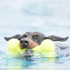 Іграшка Kong AirDog Squeaker Bone повітряна кістка для собак малих порід, S