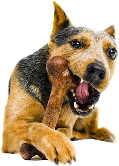 Pet Qwerks Toys Жувальна кістка для собак Pet Qwerks Extreme Dinosaur BarkBone Large